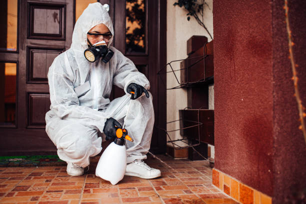 Reliable Wasp Removal contractor in Fontana, CA by Show Me Pest Control